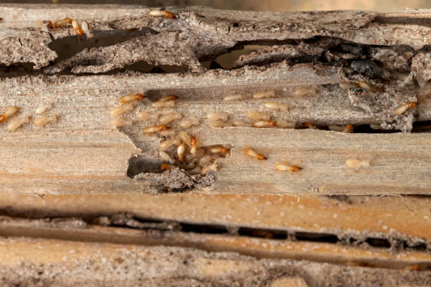 Best Best Pest Control Companies  in Kewaunee, WI