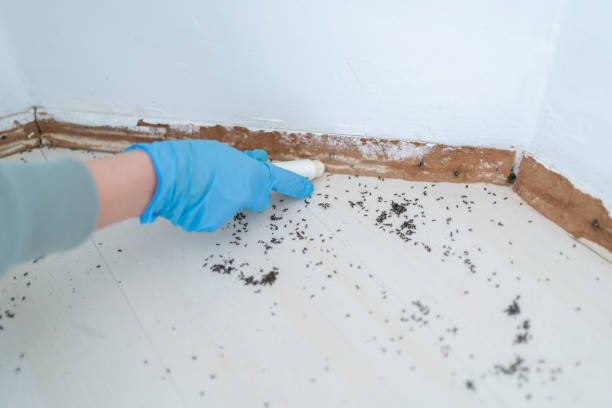 Trusted Kewaunee, WI Pest Control Experts